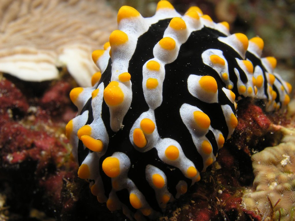 Phyllidia varicosa