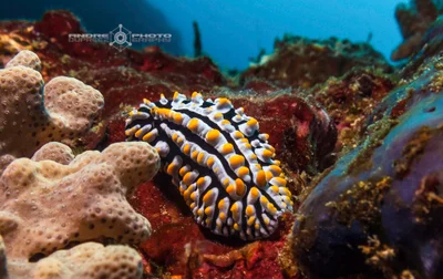 Phyllidia Varicosa