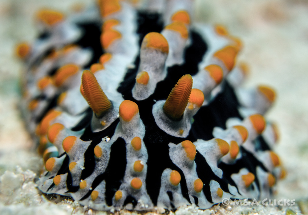 Phyllidia varicosa