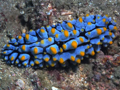 Phyllidia varicosa