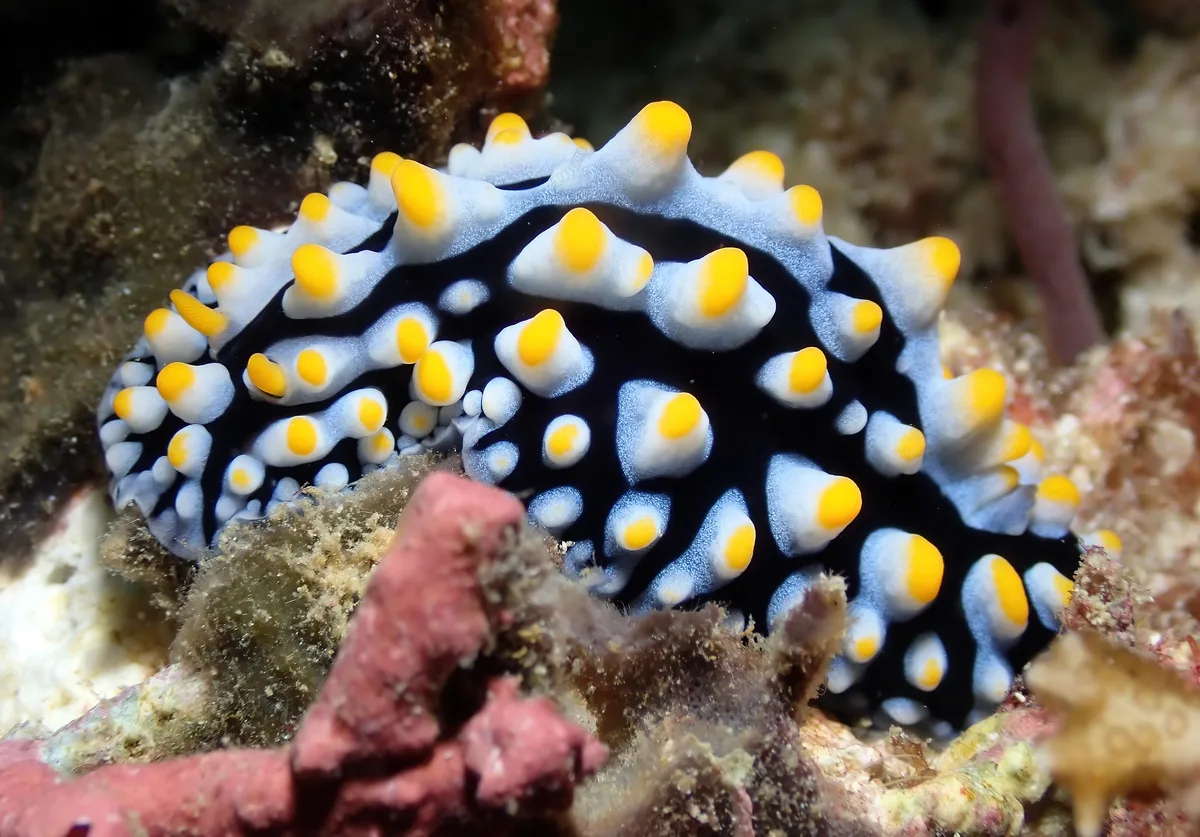 Phyllidia varicosa