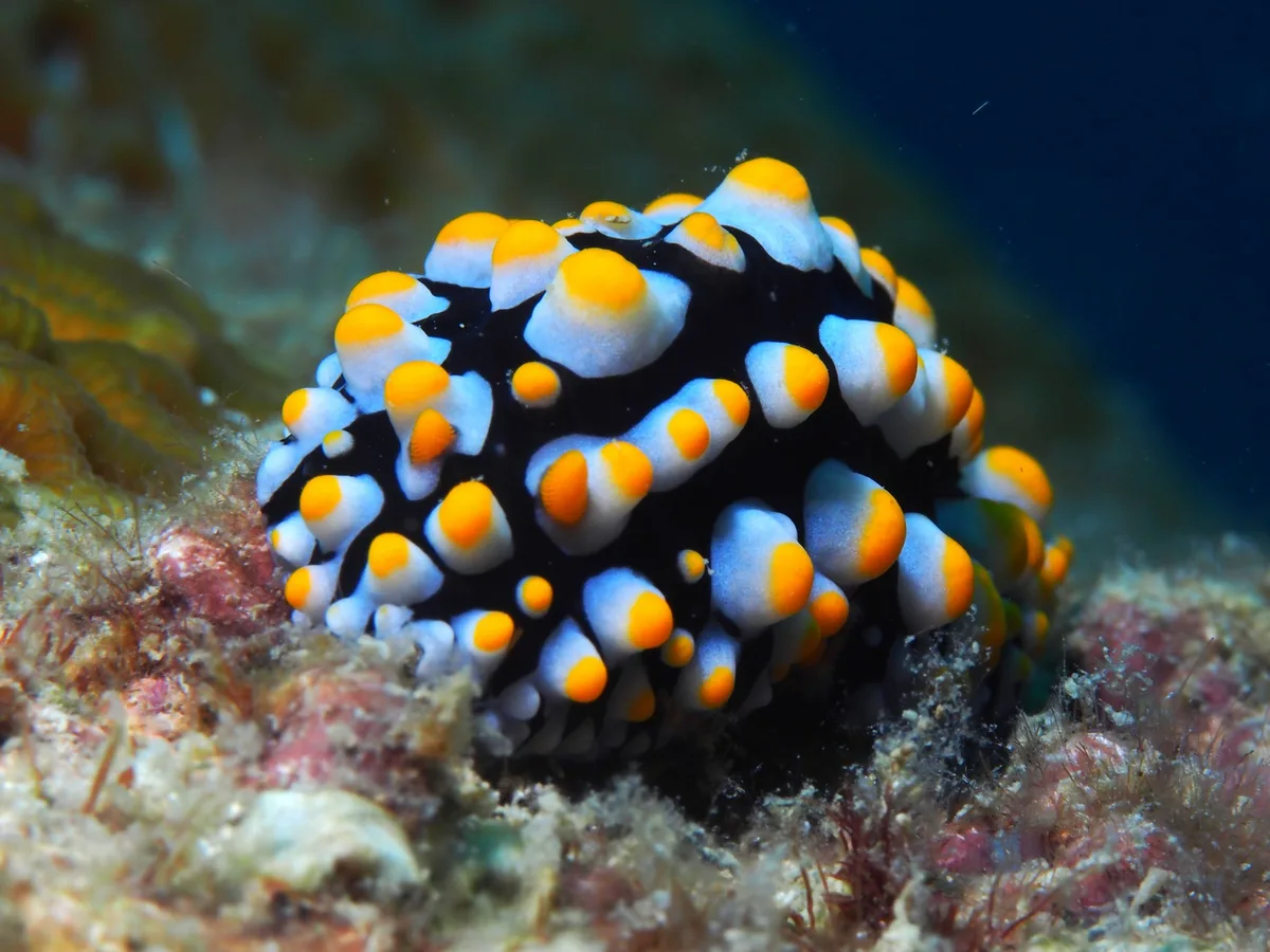 Phyllidia varicosa