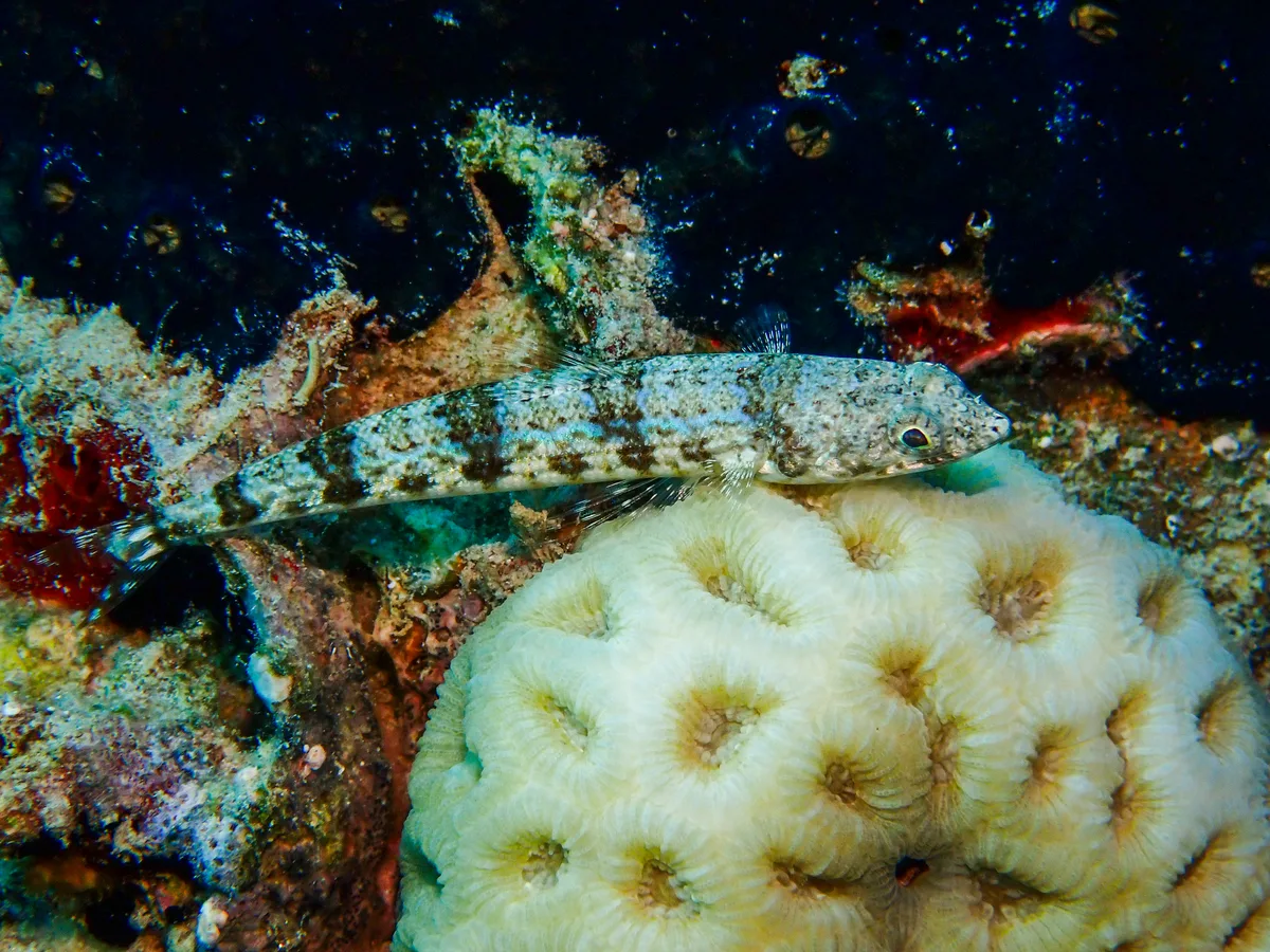 Variegated Lizardfish
