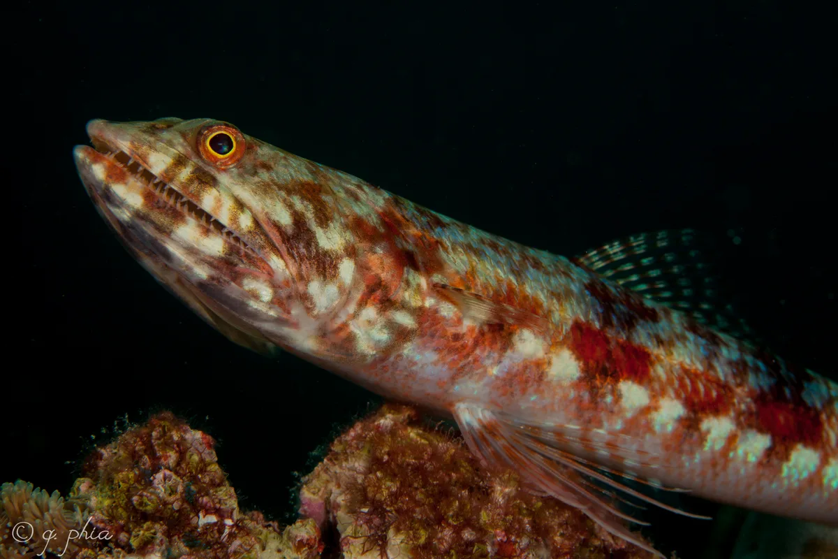 Variegated Lizardfish