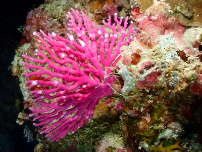 Distichopora violacea_1