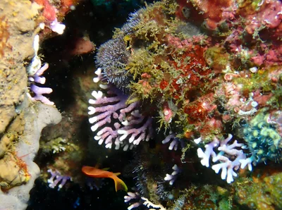 Distichopora violacea