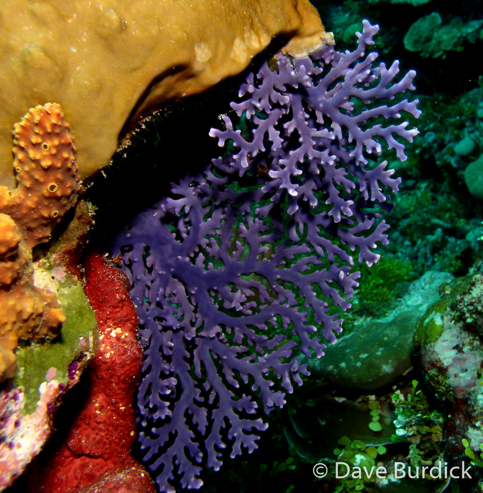 Distichopora_violacea_colony_Pehleng_Pass_Pohnpei