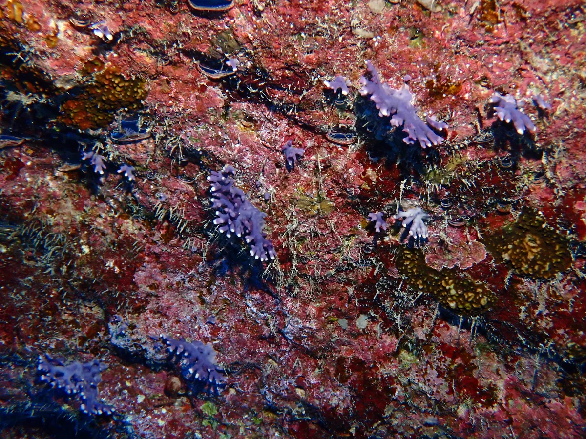 Distichopora violacea