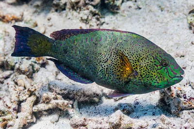 Viridescent parrotfish, terminal phase - Calotomus viridescens