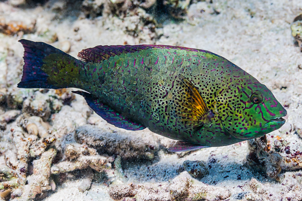 Viridescent parrotfish, terminal phase - Calotomus viridescens