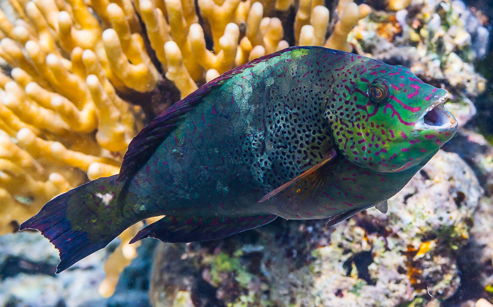 Viridescent parrotfish, terminal phase - Calotomus viridescens
