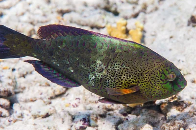 Viridescent parrotfish, terminal phase - Calotomus viridescens