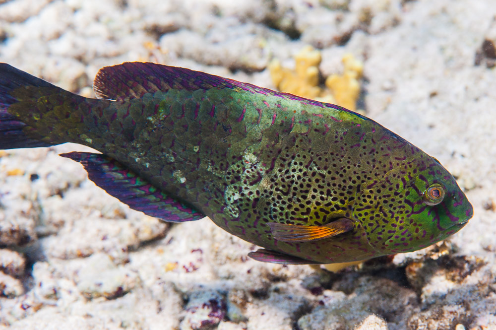 Viridescent parrotfish, terminal phase - Calotomus viridescens