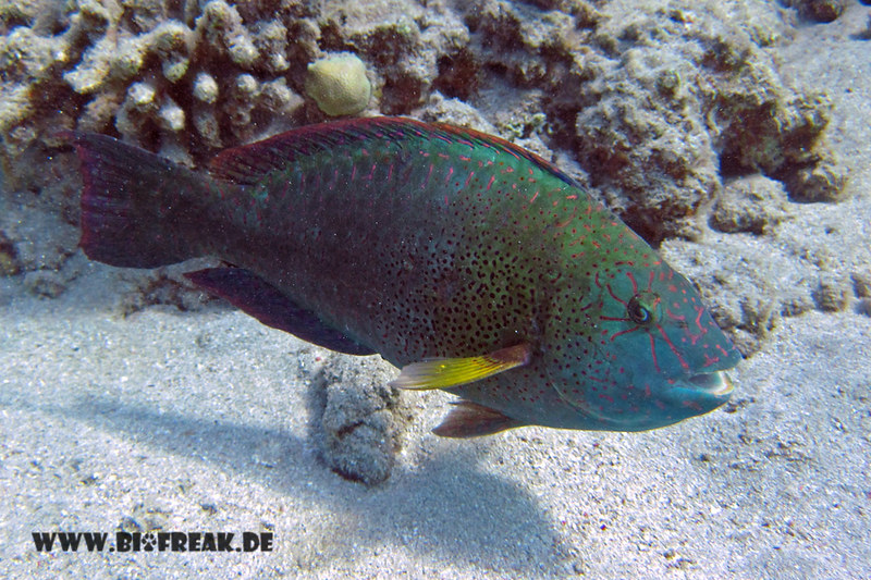 Blattgrüner Papageifisch - Calotomus viridescens (Terminalphase)