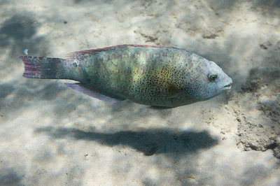 Calotomus viridescens