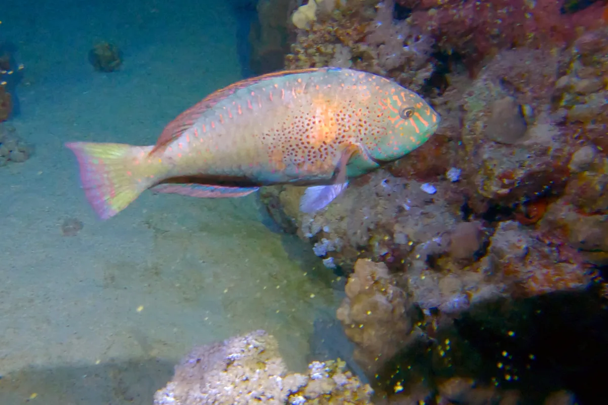 Calotomus viridescens - 28GF+3J7, Halaieb We Shalatein, Al Owina, El Qoseir, Red Sea Governorate 1931604, Egypt