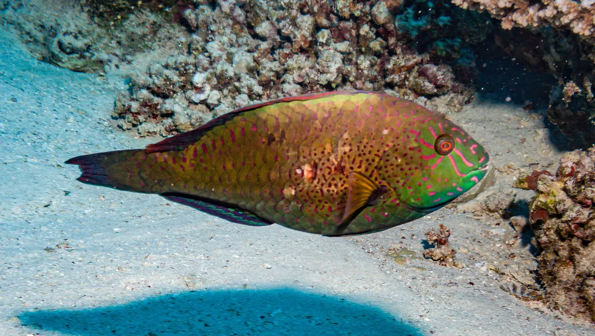 Calotomus viridescens - Abu Dabab 4, Egypt