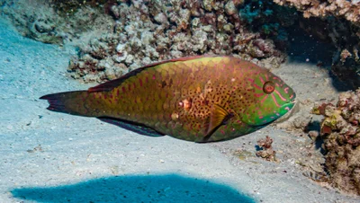 Calotomus viridescens - Abu Dabab 4, Egypt