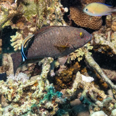 Calotomus viridescens - Egypt