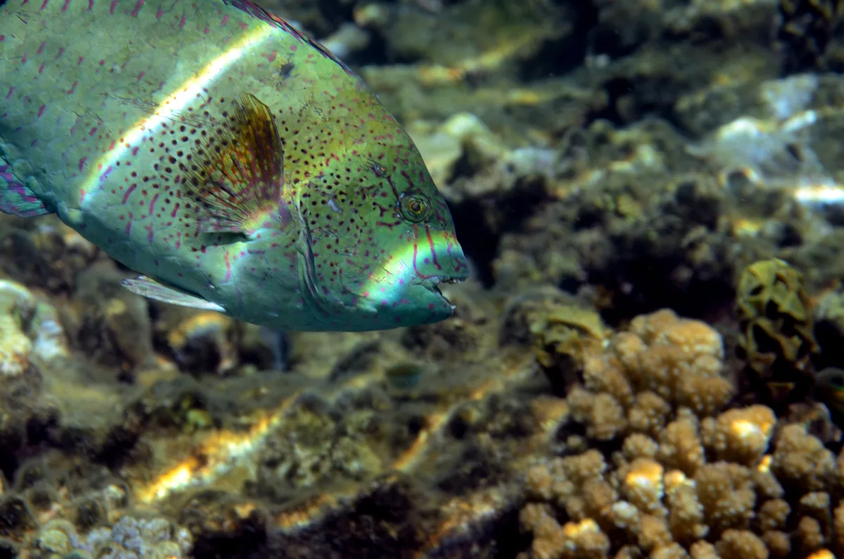 Calotomus viridescens - Hurghada, Al-Bahr al-ahmar, Ägypten