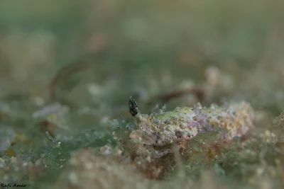 Dermatobranchus pustulosus