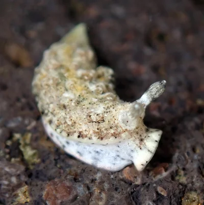 Dermatobranchus pustulosus