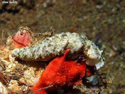 Dermatobranchus pustulosus (2)