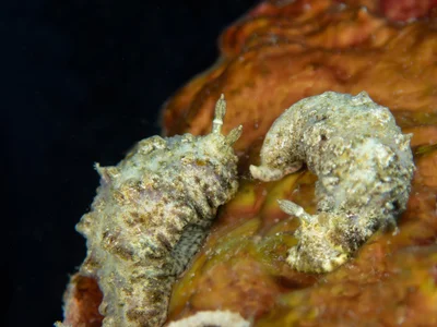 Dermatobranchus pustulosus