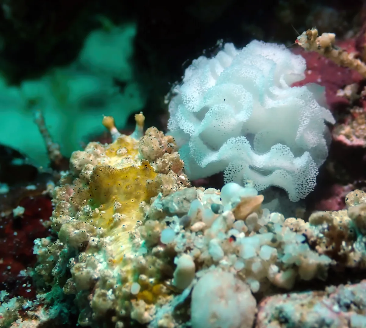 Dermatobranchus pustulosus - Zamboanguita, PH-NR, PH