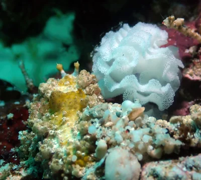 Dermatobranchus pustulosus - Zamboanguita, PH-NR, PH