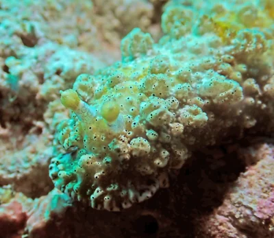 Dermatobranchus pustulosus - Zamboanguita, PH-NR, PH