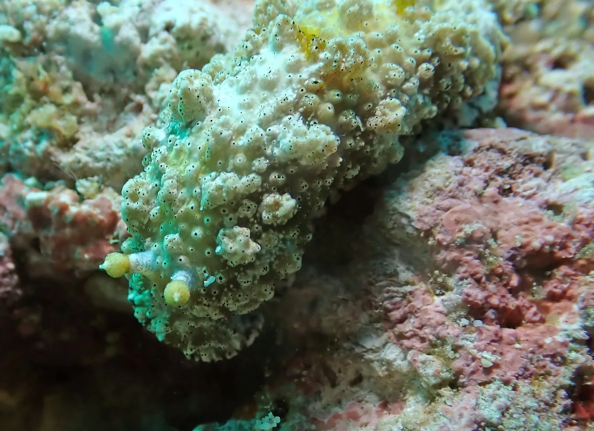 Dermatobranchus pustulosus - Zamboanguita, PH-NR, PH