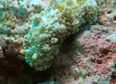 Dermatobranchus pustulosus - Zamboanguita, PH-NR, PH