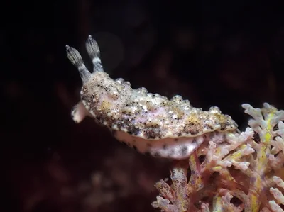 Dermatobranchus pustulosus - Mabini, Batangas, Philippines