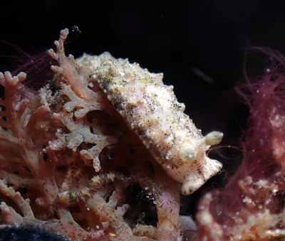 Dermatobranchus pustulosus - Mabini, Batangas, Philippines