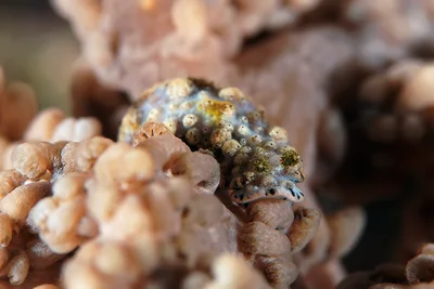 Dermatobranchus pustulosus - Romblon, PH