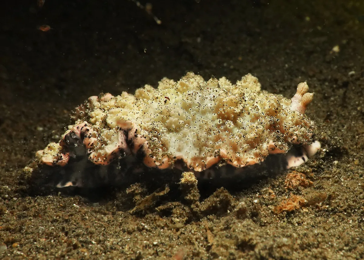 Dermatobranchus pustulosus - Pemuteran, Bali, Indonesia