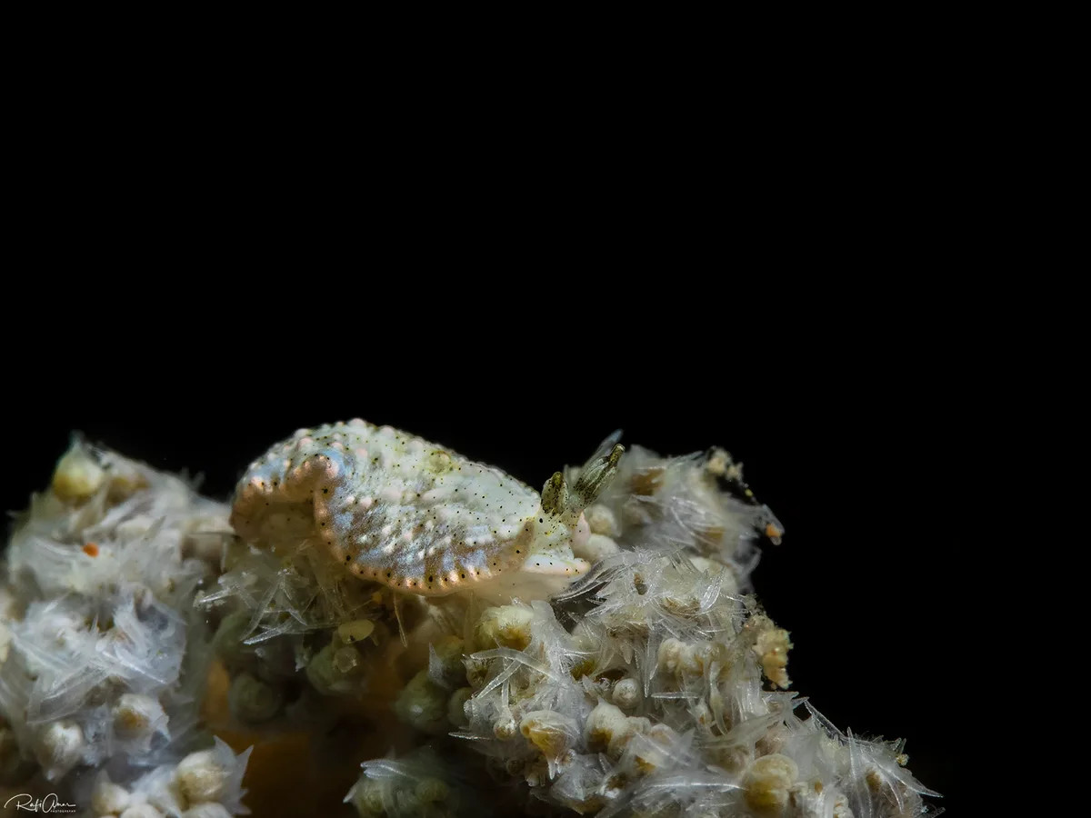 Dermatobranchus pustulosus - אילת, ישראל