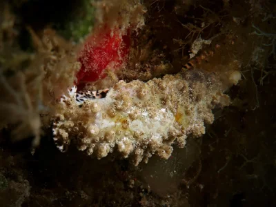 Dermatobranchus pustulosus - Guerrera, Camiguin, Philippinen