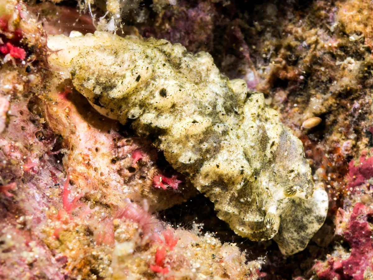 Dermatobranchus pustulosus - Batangas, Philippines