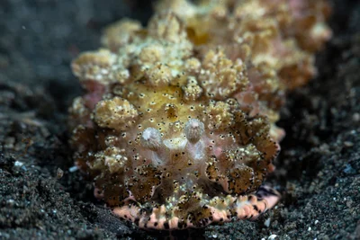 Dermatobranchus pustulosus - Bitung, Sulawesi Utara, Indonesia