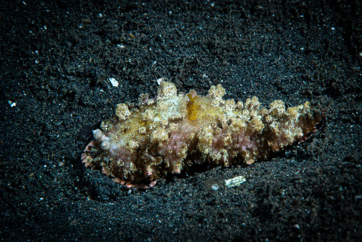 Dermatobranchus pustulosus - Bitung, Sulawesi Utara, Indonesia