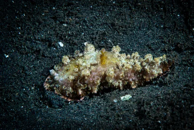 Dermatobranchus pustulosus - Bitung, Sulawesi Utara, Indonesia