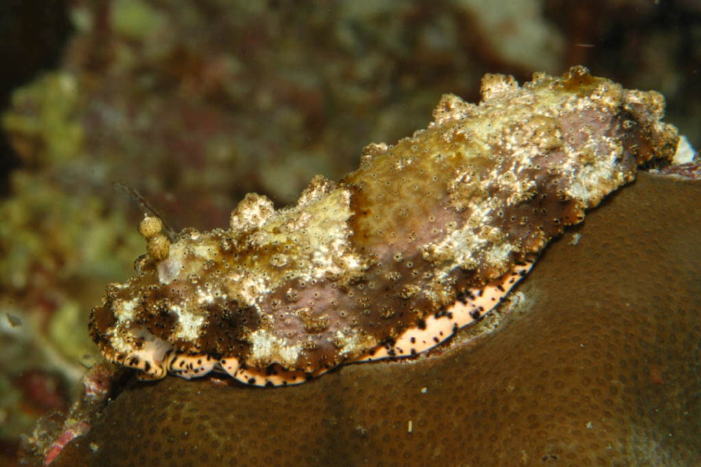 Dermatobranchus pustulosus - Pikit, Cotabato, Philippines