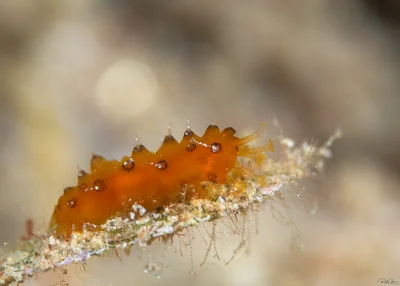 Stichopus horrens - juvenile