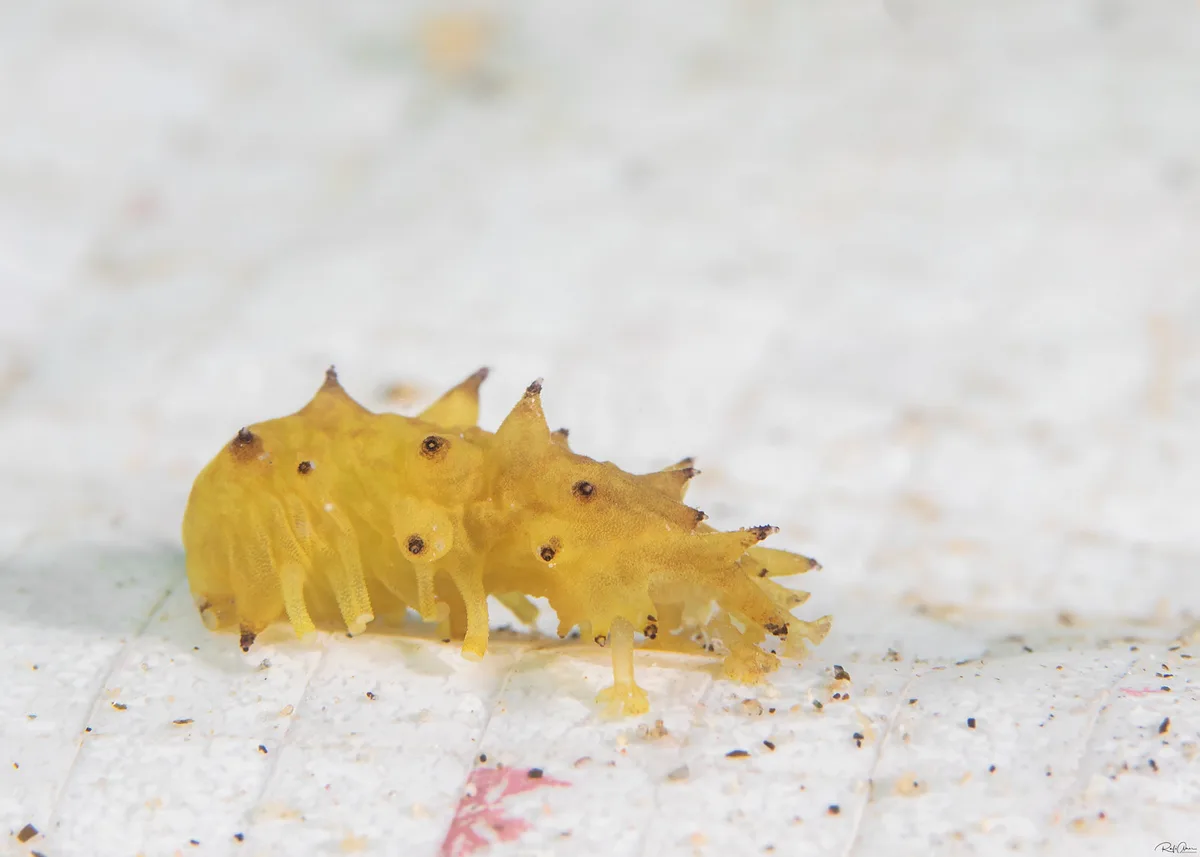 Stichopus horrens