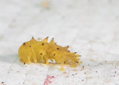 Stichopus horrens