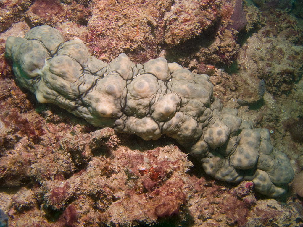 Stichopus horrens