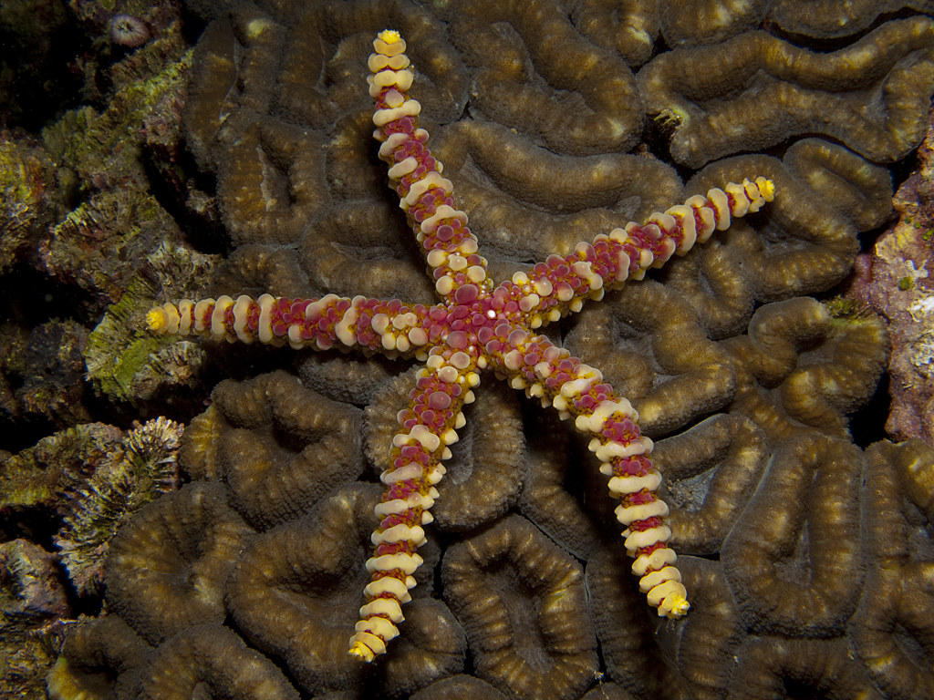 Echinaster callosus
