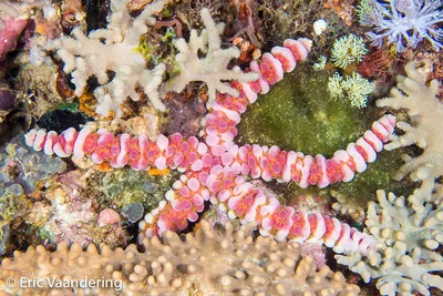 Warty Sea Star